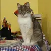 Отзыв от Алиса Панкова